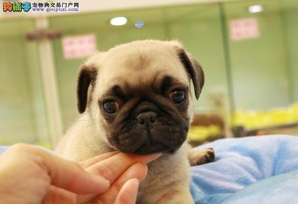 八哥幼犬不吃东西怎么办（宠物养护中的常见问题和解决方法）