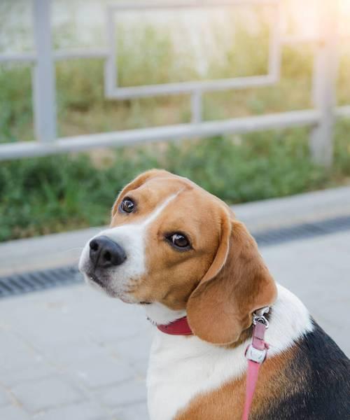 比格犬真菌感染解决方案（以宠物为主）