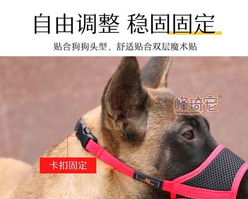 如何科学喂养50天边牧幼犬（宠物主人必看）