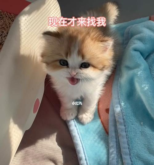 如何让猫咪不闹哄（探究药物对猫咪行为的影响）