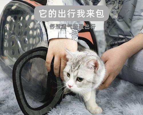 出门遛猫必备清单（带猫出门）