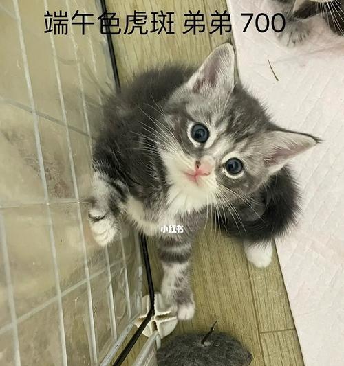 初生小猫如何科学喂养（以刚生3天的小猫吃什么好）