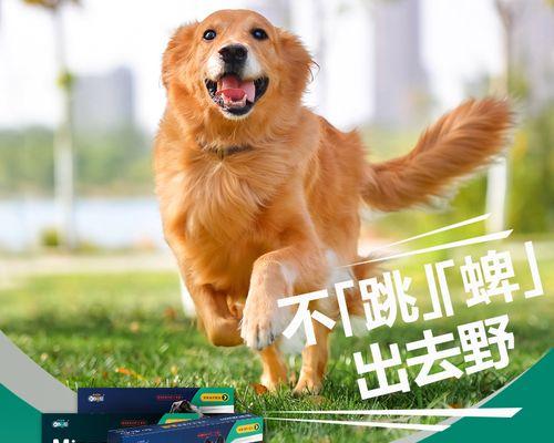 如何给宠物犬驱虫（小狗驱虫药的选择和使用）