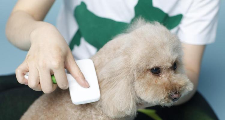 揭秘狗狗耳朵为什么怕吹风机（探究狗狗耳道的敏感性与保护方法）