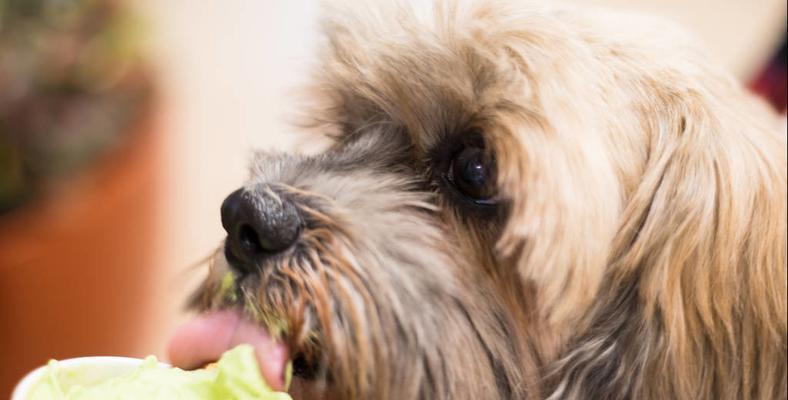 狗狗怀孕期间不能吃的食物（宠物怀孕期间应该注意的饮食禁忌）