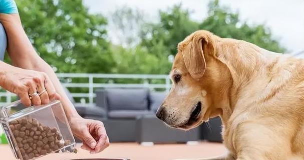 狗狗怀孕期间不能吃的食物（宠物怀孕期间应该注意的饮食禁忌）