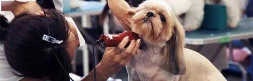 如何正确梳理你的爱犬毛发（让宠物的毛发更加健康亮丽）