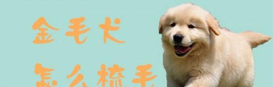 如何正确梳理你的爱犬毛发（让宠物的毛发更加健康亮丽）