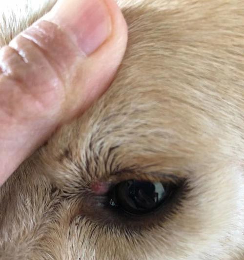 了解狗狗嘴巴上长痘痘的危害，预防与处理（了解狗狗嘴巴上长痘痘的危害）