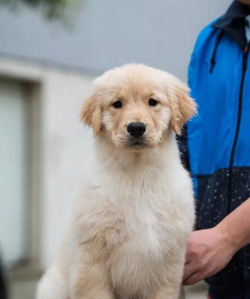 金毛犬不长个怎么办（如何帮助你的宠物健康成长）