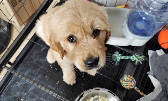 金毛幼犬不爱吃狗粮（如何解决金毛幼犬挑食问题）