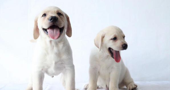 如何帮助你的拉布拉多幼犬增重（针对幼犬偏瘦问题的饮食和运动建议）