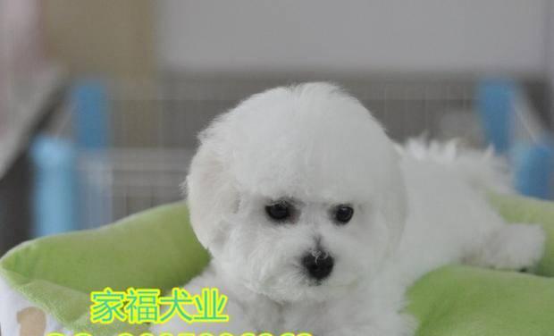 如何训练两个月大的比熊犬（从宠物的角度出发）