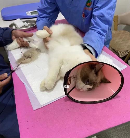 龙岗猫咪骨折治疗费用及注意事项（宠物猫骨折治疗的花费和必要步骤）