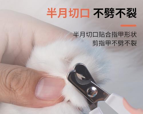 猫咪指甲剪裁指南——如何科学地给宠物剪甲（宠物保健新观念）