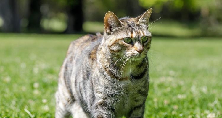 揭秘猫咪呼吸频率高的真相（探究猫咪呼吸特点）