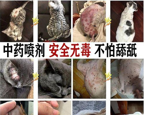 如何避免宠物猫带来的皮肤病（从宠物卫生、饮食到常规检查）