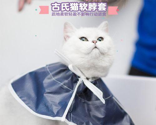 宠物猫生小猫小猫死了，如何处理（教你应对宠物的不幸离世）