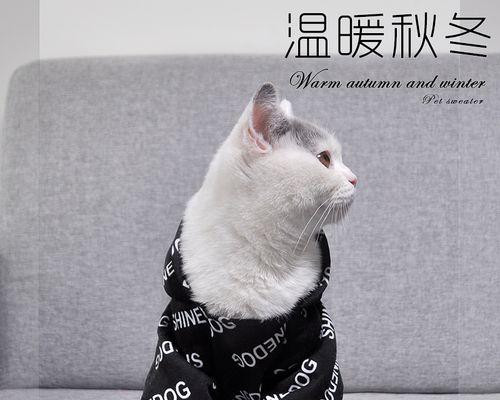 宠物猫生小猫小猫死了，如何处理（教你应对宠物的不幸离世）