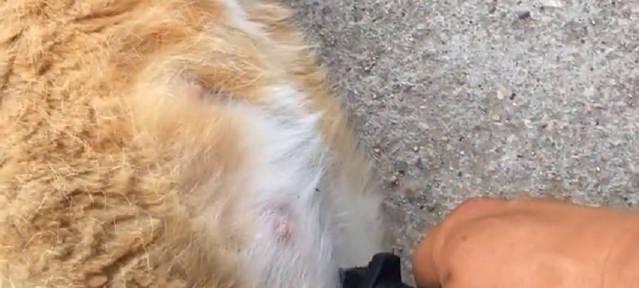 剖腹产后猫咪是否还能正常喂奶（探究猫咪剖腹产后喂奶的可能性以及应对方法）