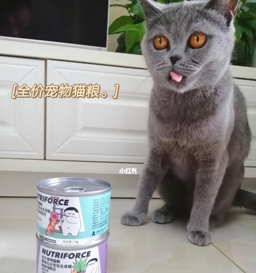 小猫没有猫粮怎么办（如何给宠物喂养合适的食物）