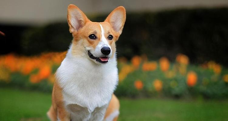 三月柯基犬的无厘头食欲（揭秘柯基犬挑食癖好和常见食物偏好）