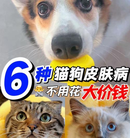 猫咪皮肤瘙痒原因分析（探究猫咪皮肤瘙痒的成因及治疗方法）