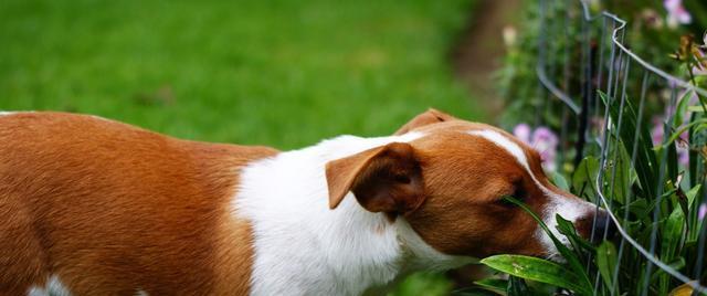 狗为什么会吃草（探究狗吃草的原因及其可能的危害）