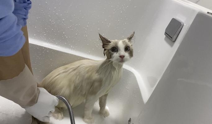 小猫三个月大可以洗澡吗（探究小猫洗澡的时机）
