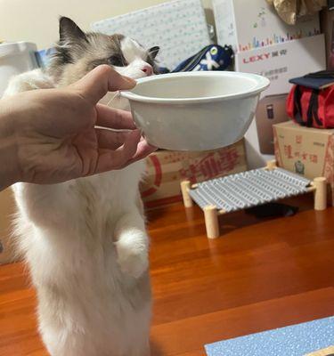 宠物猫拉稀处理方法详解（小猫吃猫粮后拉稀该怎么办）