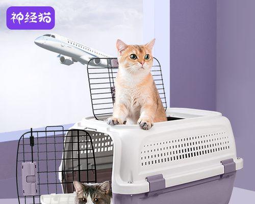 小猫空运攻略（宠物空运必备知识）