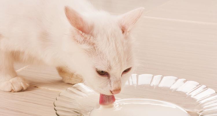 小猫饮食，需要注意的问题（如何给宠物小猫提供健康的饮食）