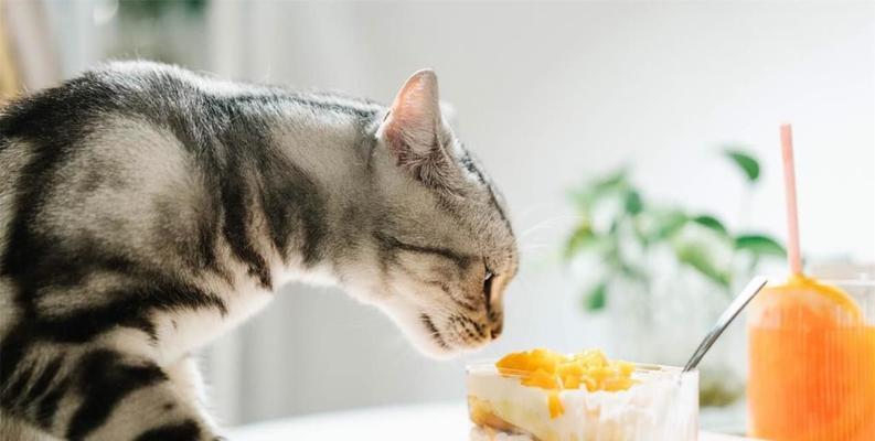 小猫饮食，需要注意的问题（如何给宠物小猫提供健康的饮食）