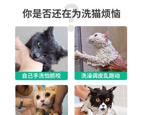 当你的宠物猫咪咬你时该怎么办（怎样避免猫咪咬伤你）