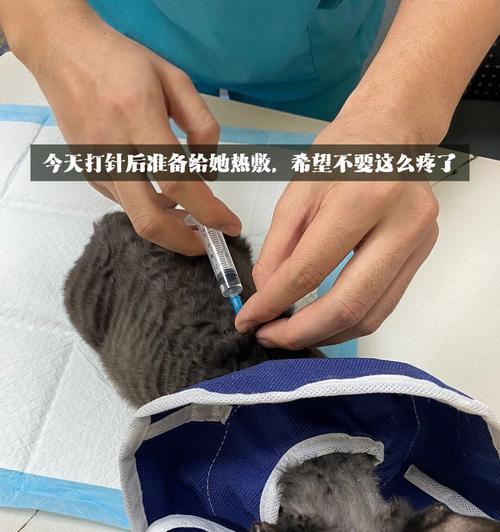 猫咪咬伤是否需要注射疫苗（宠物医生详解猫咪咬伤后的应对措施）