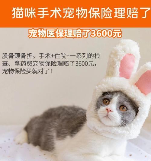 宠物猫咪骨折急救（以猫咪咬人脖子骨折为例）