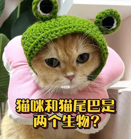 猫咪咬尾巴的含义与解读（探讨猫咪的行为语言）