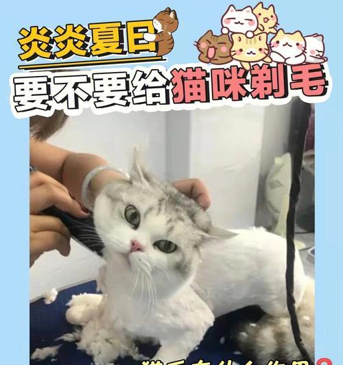 宠物猫咪到底要不要剃毛？