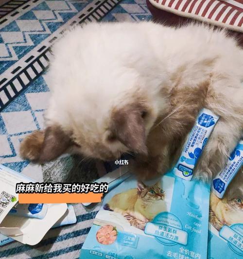 宠物猫咪为什么需要吃益生菌（猫咪肠道健康）