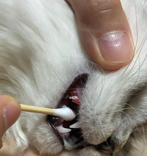 宠物猫一岁不换牙，是正常现象还是异常状况（了解猫咪换牙的基本知识和注意事项）