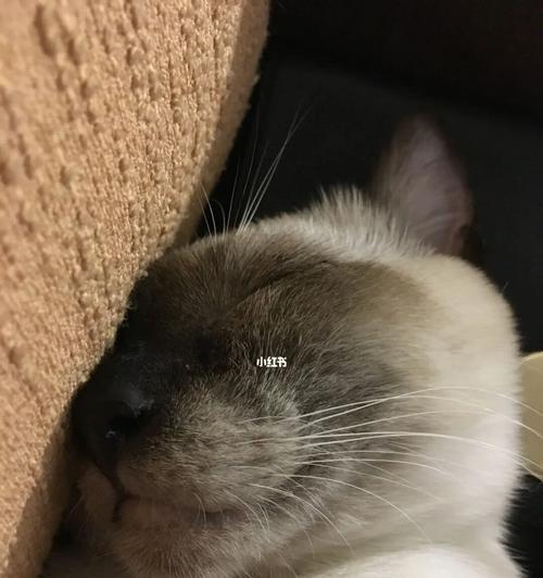 猫咪为何老睡觉（探究宠物猫咪长时间睡眠的原因和注意事项）