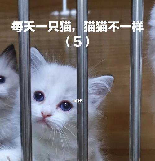 猫咪疫苗的间隔时间是多久（宠物医生必知的重要信息）