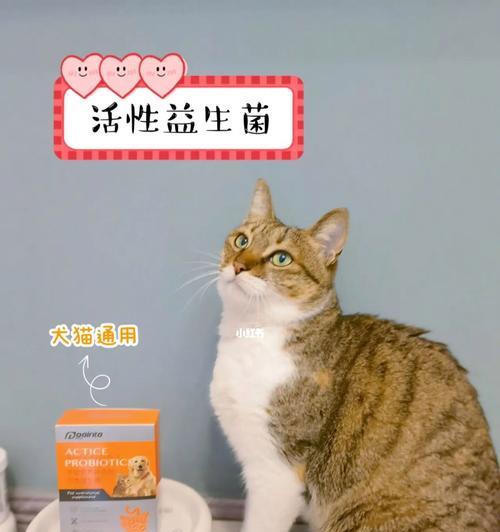 为您的宠物加强免疫力——猫咪益生菌食用指南（如何正确地给猫咪补充益生菌）