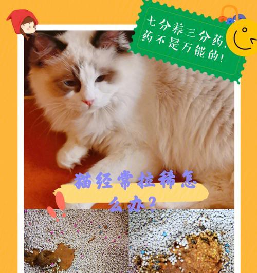 猫咪拉稀的原因与治疗（宠物健康须知）