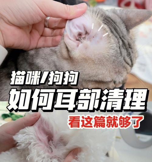 猫咪耳螨如何影响宠物狗（猫咪耳螨的症状与传染途径）