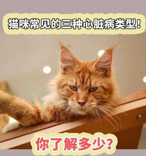 宠物猫咪的先天性心脏病（预防与治疗的最佳方法）