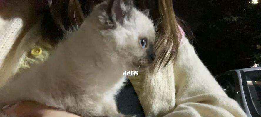 宠物猫拉吐没精神怎么办（猫咪拉肚子和呕吐的原因与治疗方法）