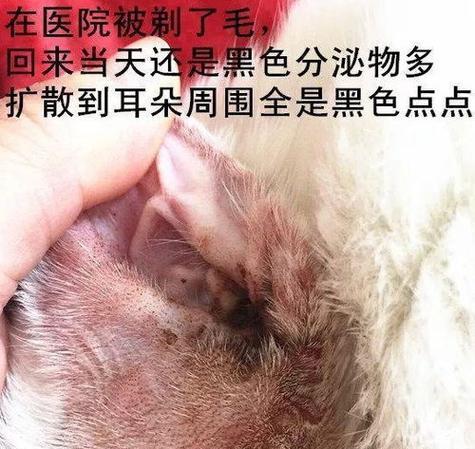 为什么家养猫咪容易得耳螨（探究耳螨的传播途径和预防方法）