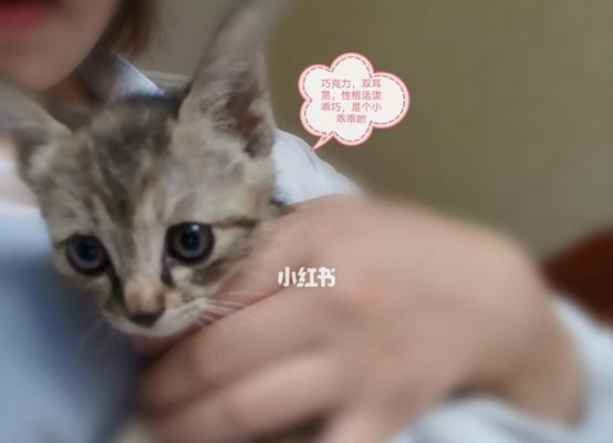 如何在家养猫咪（享受宠物生活的终极指南）