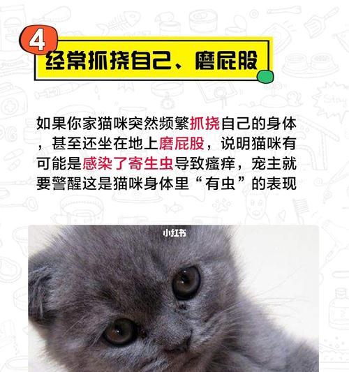 猫咪身上的虫子，宠物家庭必须警惕！